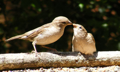 http://www.squirrelsandbirds.com/images/4_kiss.jpg