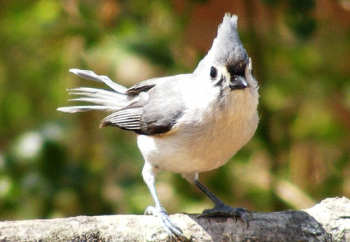 Picture of a Tufted Titmouse with a wrinkled tail, tn to Fun photo page