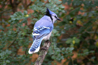 Blue Jay on branch screensaver tn