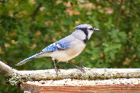 Blue Jay on Feeder screensaver tn