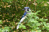 picture of a Blue Jay in the bushes, a  link to free blue jay screensavers