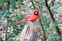 Cardinal sitting on Post screensaver tn